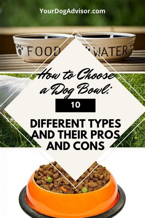 As Told By a Vet: The Best Dog Bowls for your Dog.